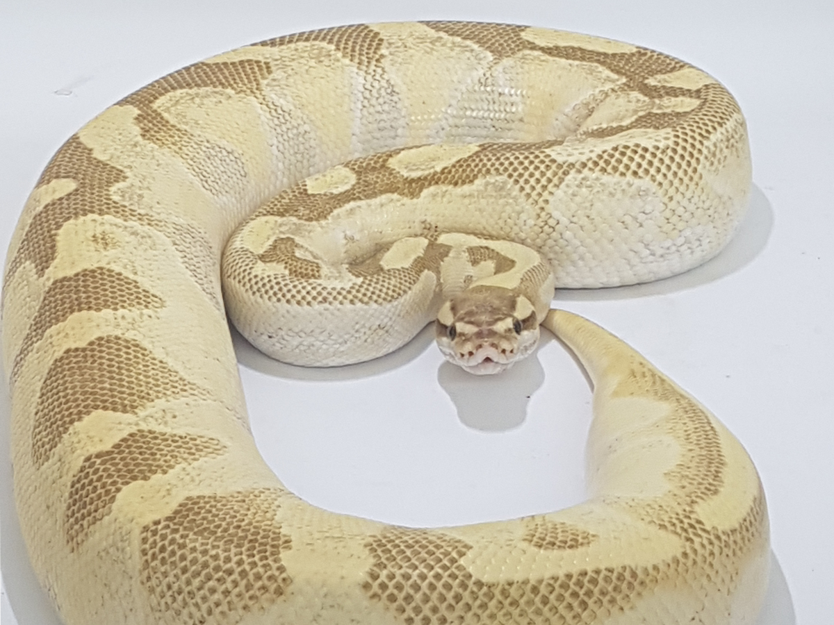 Butter Enchi Vanilla