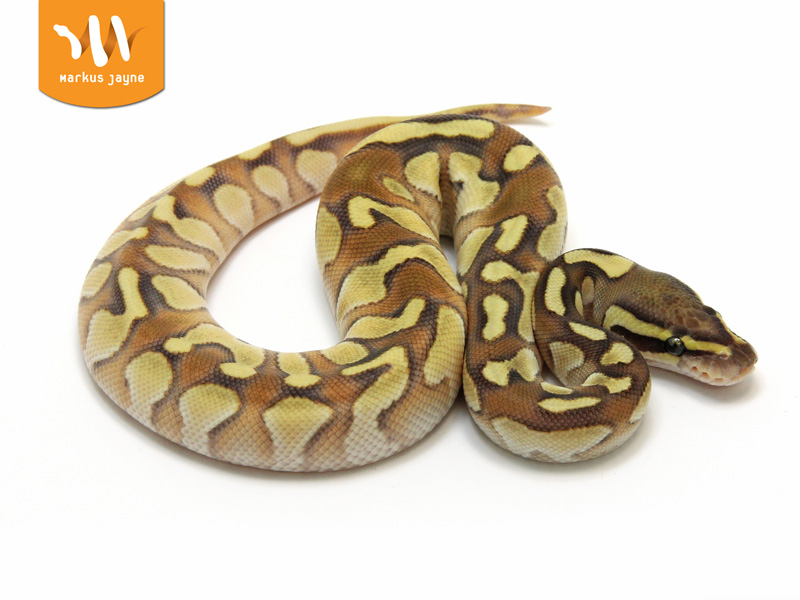 Butter Enchi Yellow Belly