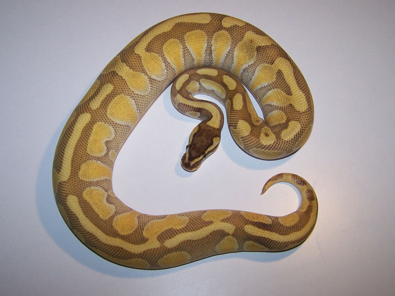 Butter Enchi