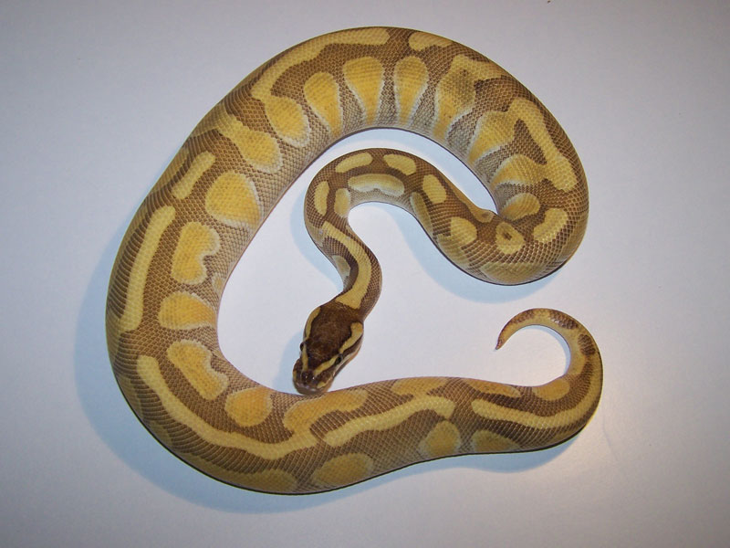 Butter Enchi