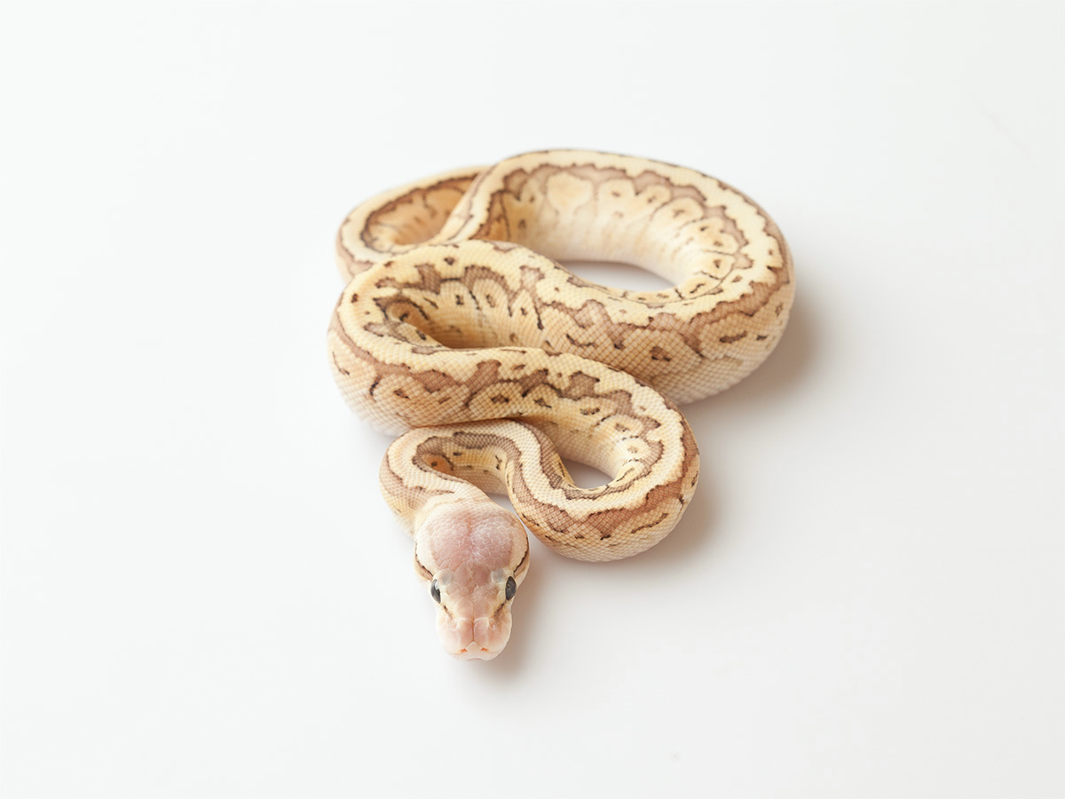 Butter Enhancer Pastel Pinstripe Morph List World of Ball Pythons