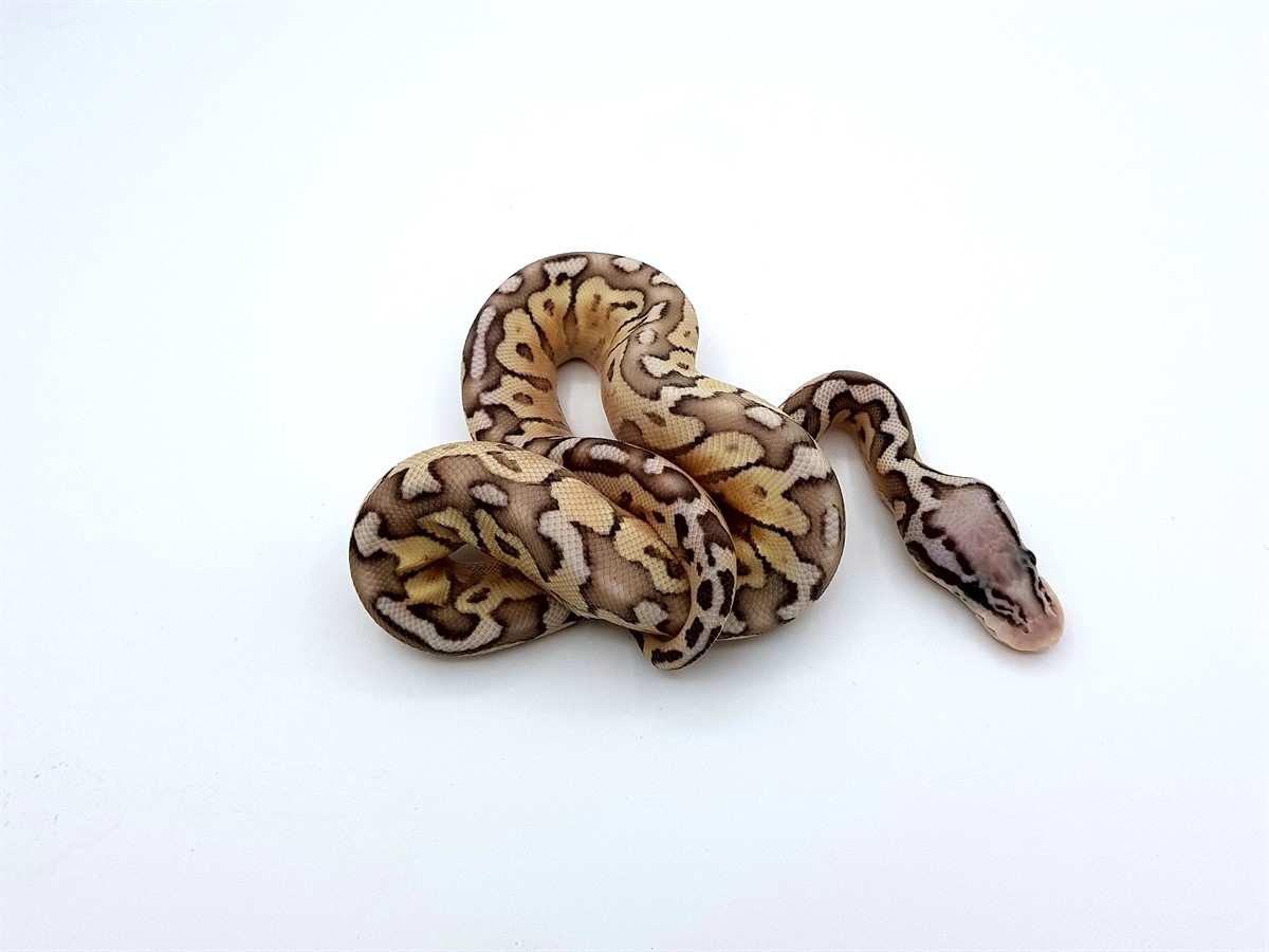 Butter Fader Super Pastel Woma
