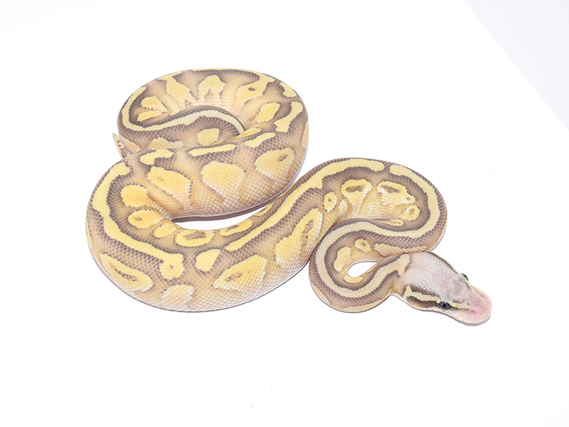 Butter Fire Ghost Pastel