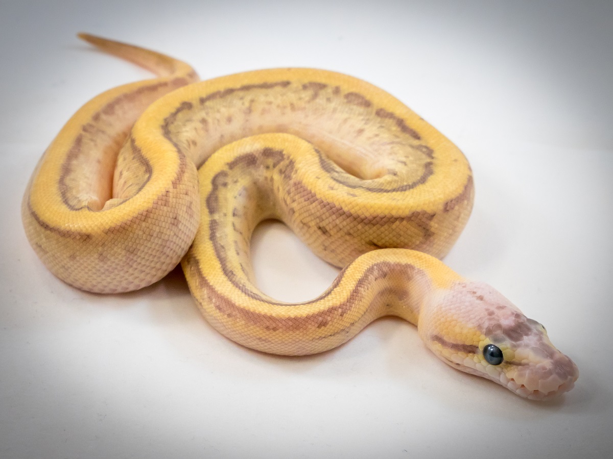 Butter Fire Leopard Pastel Pinstripe