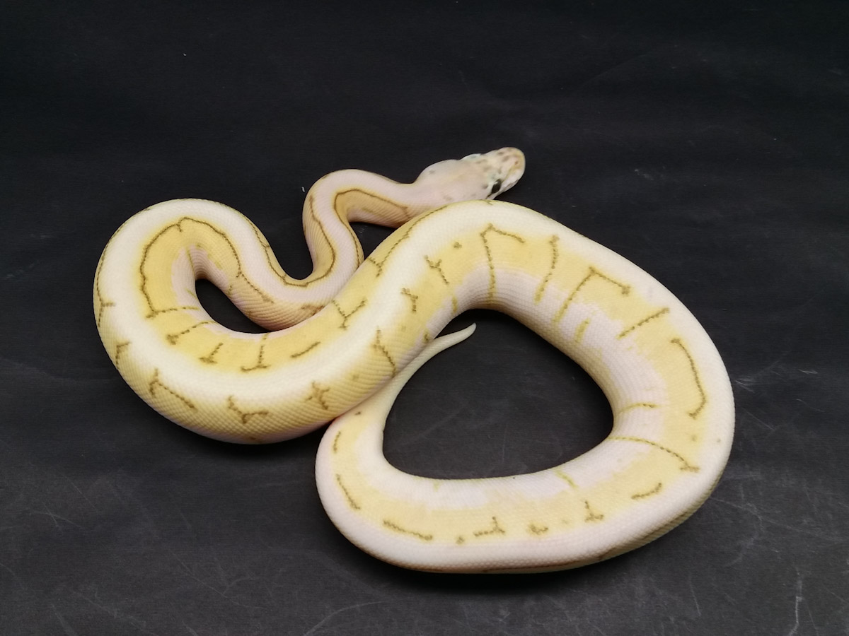 Butter Fire Pastel Pinstripe Spider Yellow Belly Morph List World Of Ball Pythons