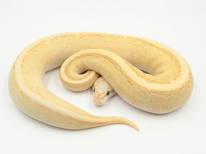 Butter Fire Pastel Pinstripe Vanilla