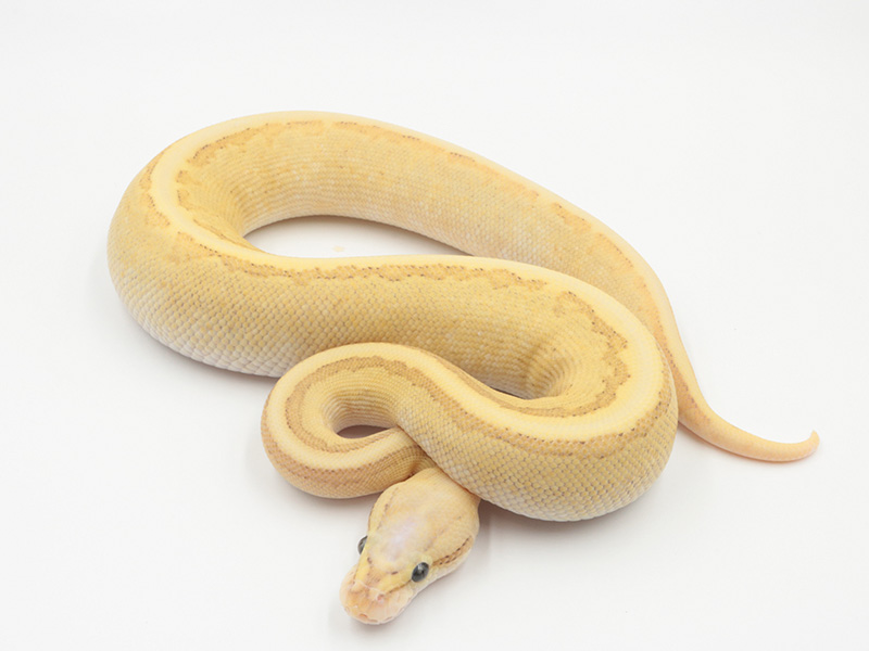 Butter Fire Pastel Pinstripe Vanilla