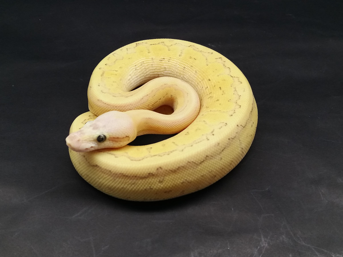 Butter Fire Pastel Pinstripe Yellow Belly