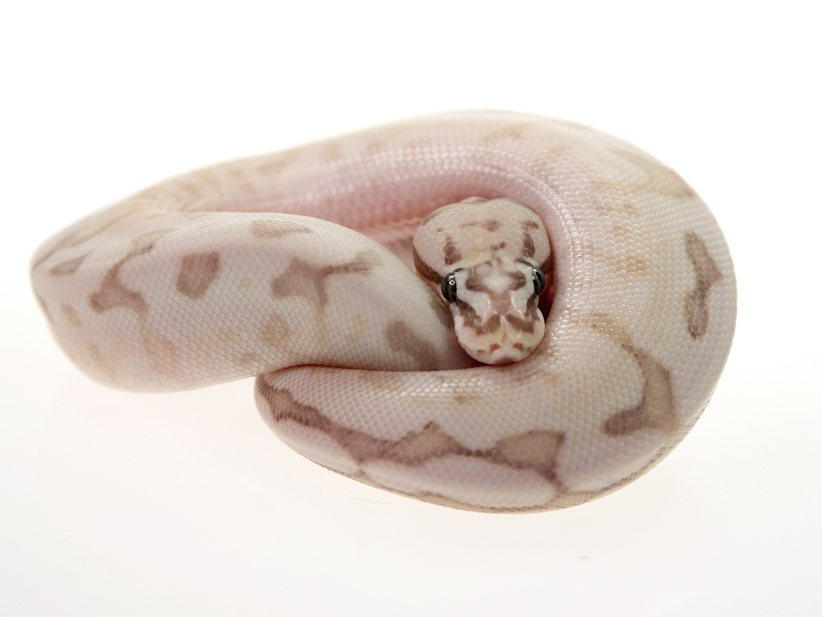 Butter Fire Pastel Spider Yellow Belly