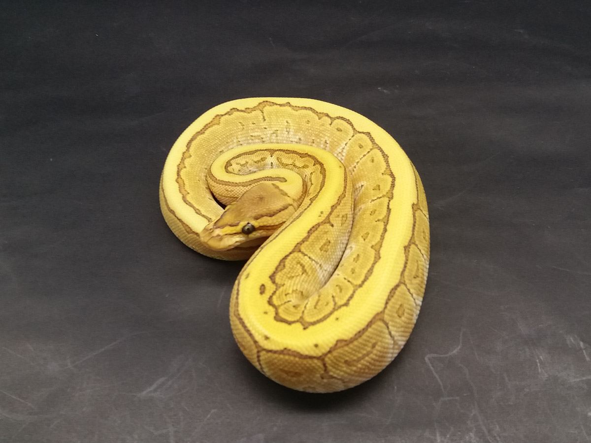 Butter Fire Pinstripe Yellow Belly