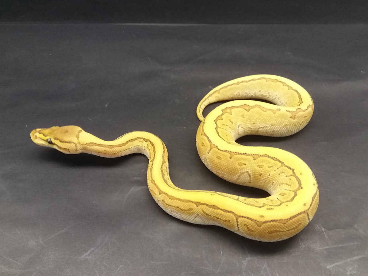 Butter Fire Pinstripe Yellow Belly