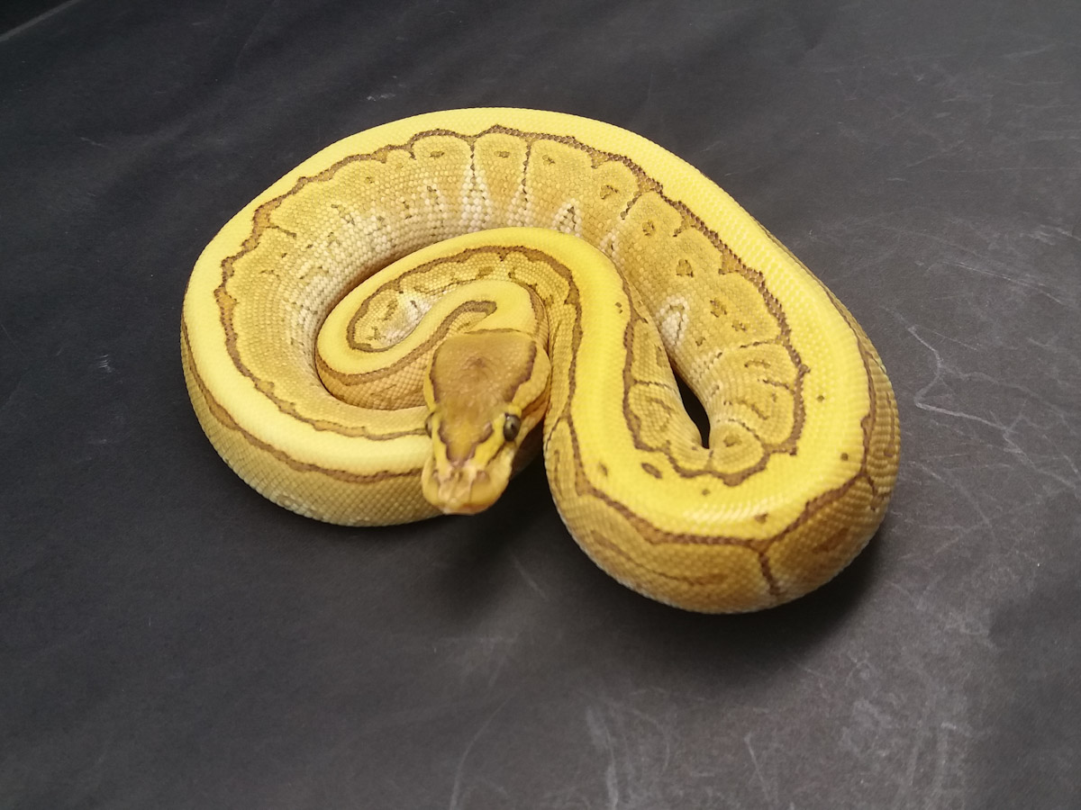 Butter Fire Pinstripe Yellow Belly