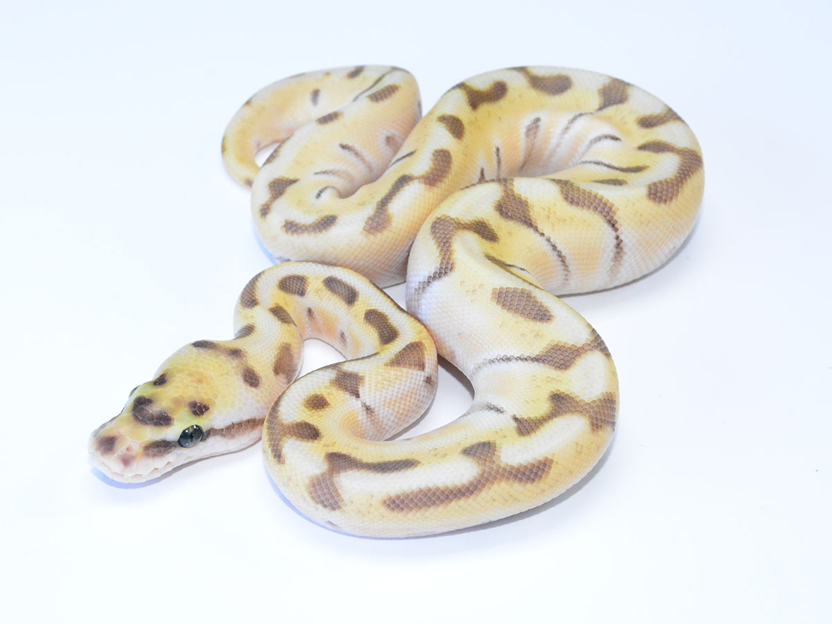 Butter Fire Super Enchi Woma