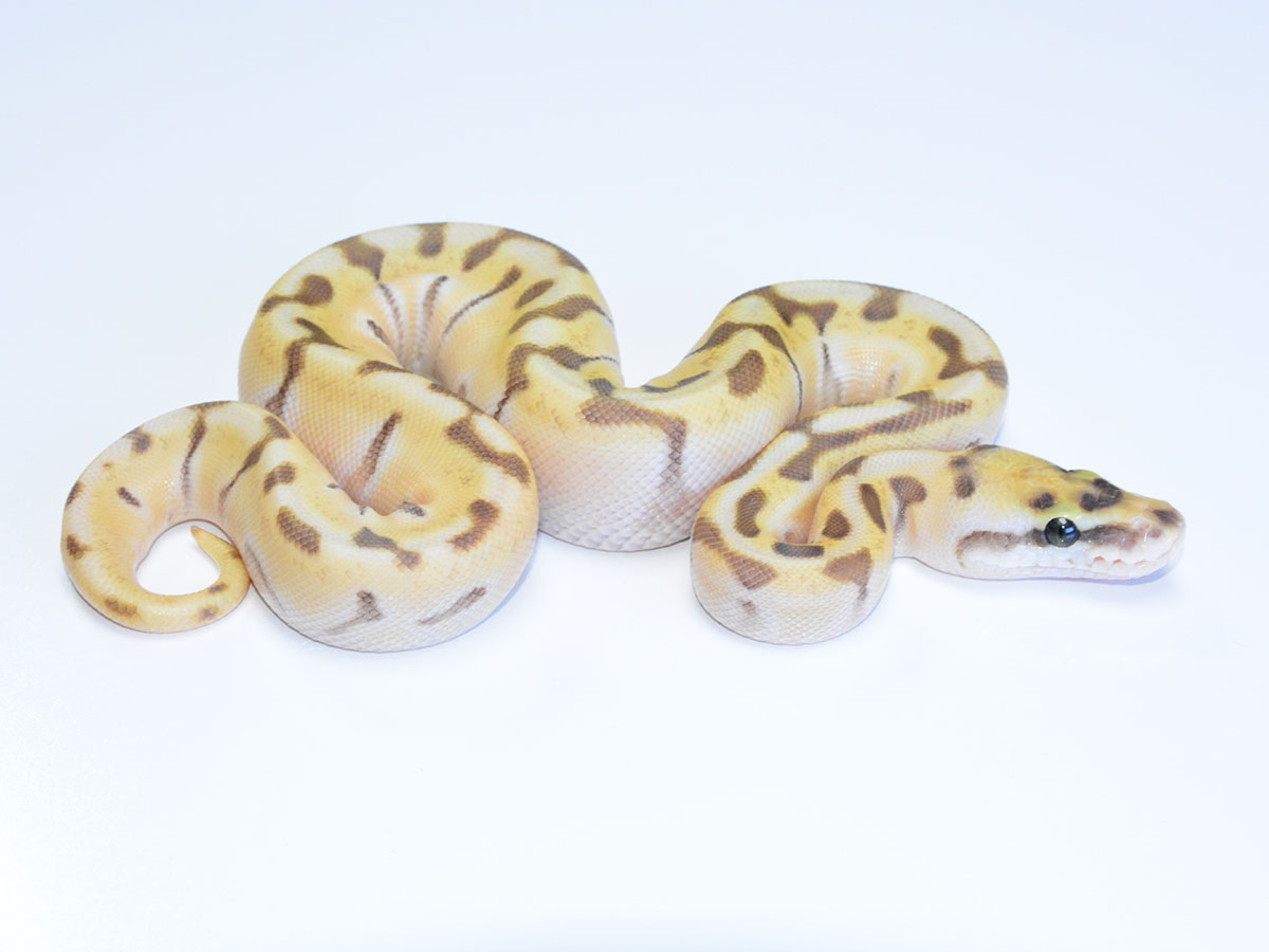 Butter Fire Super Enchi Woma