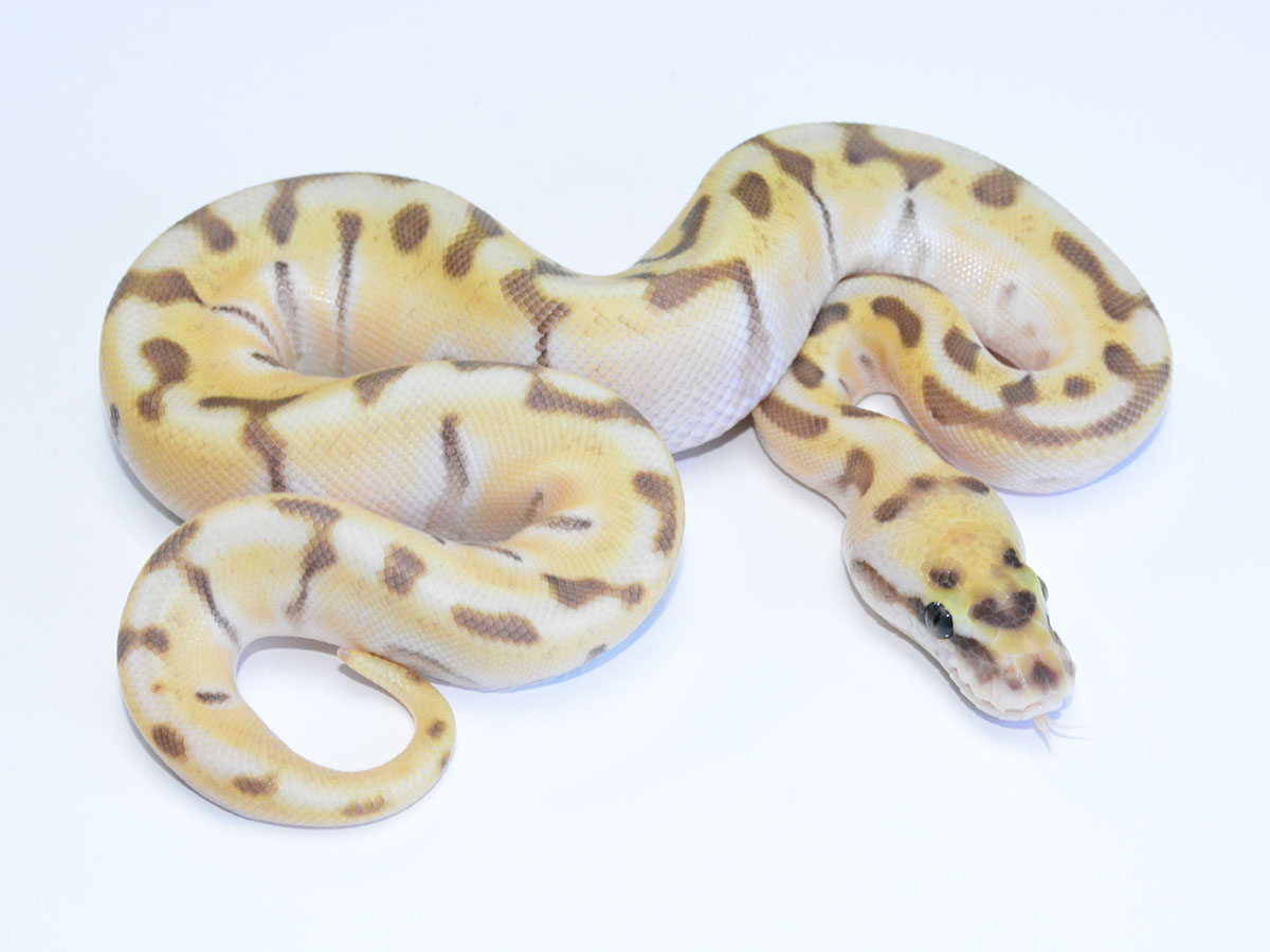Butter Fire Super Enchi Woma
