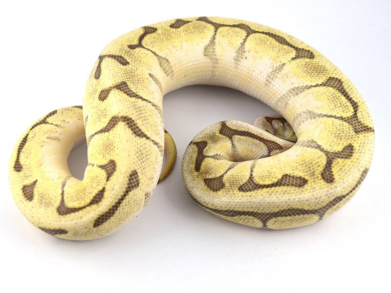 Morph List - World of Ball Pythons