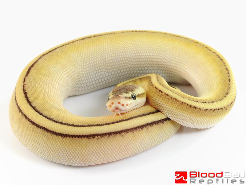 Butter Genetic Stripe Pastel