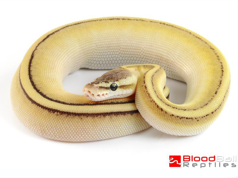 Butter Genetic Stripe Pastel