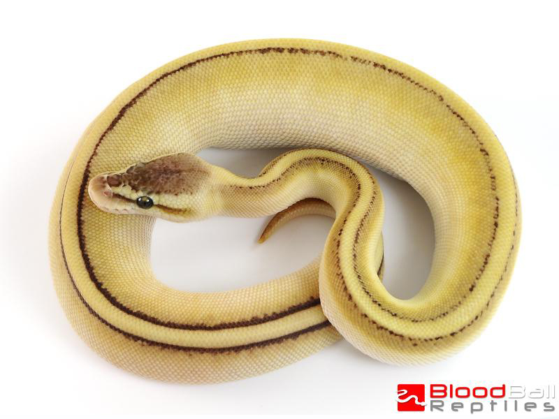 Butter Genetic Stripe Pastel