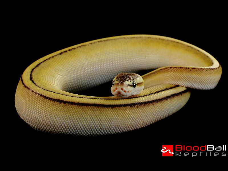 Butter Genetic Stripe Pastel