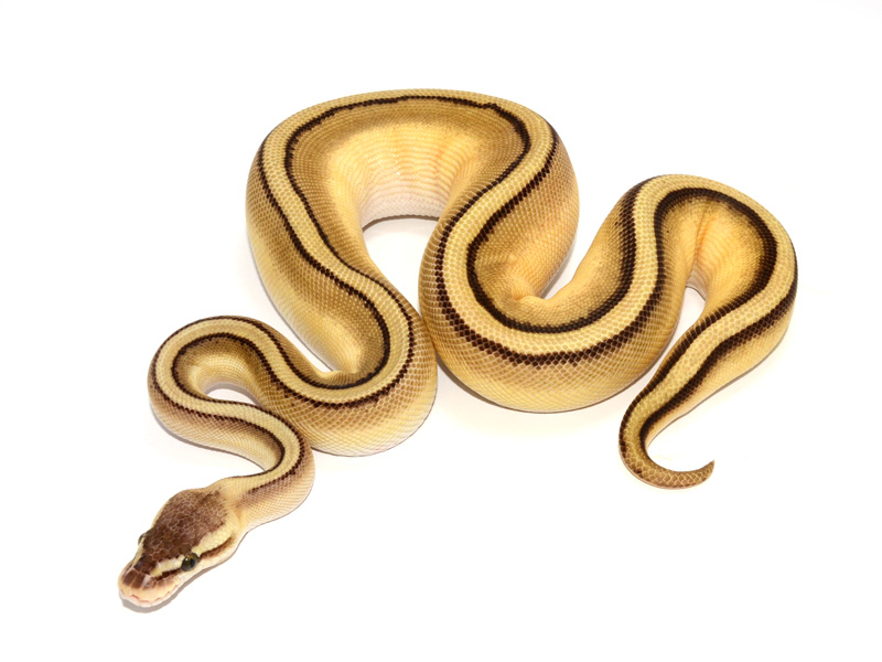 Butter Genetic Stripe Pastel