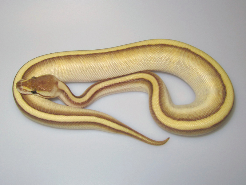 Butter Genetic Stripe