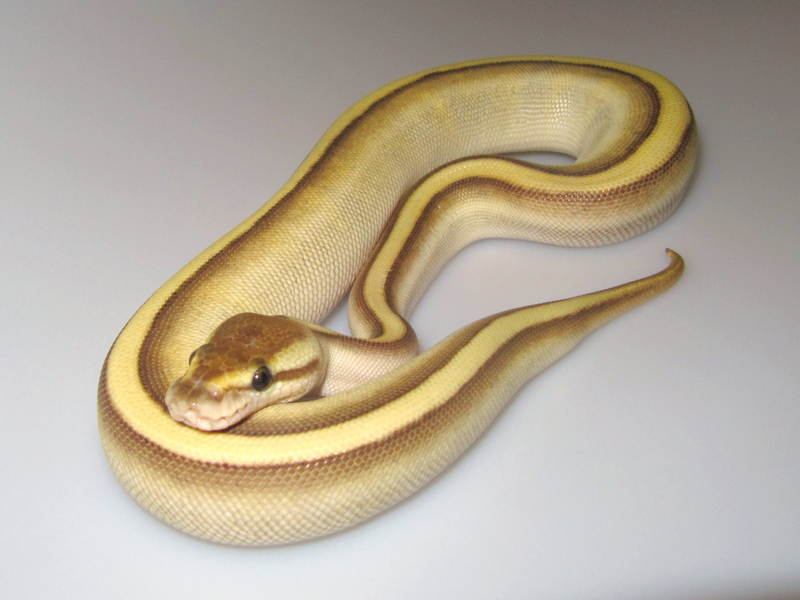 Butter Genetic Stripe