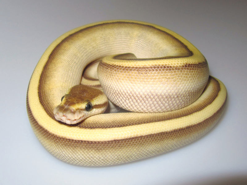 Butter Genetic Stripe