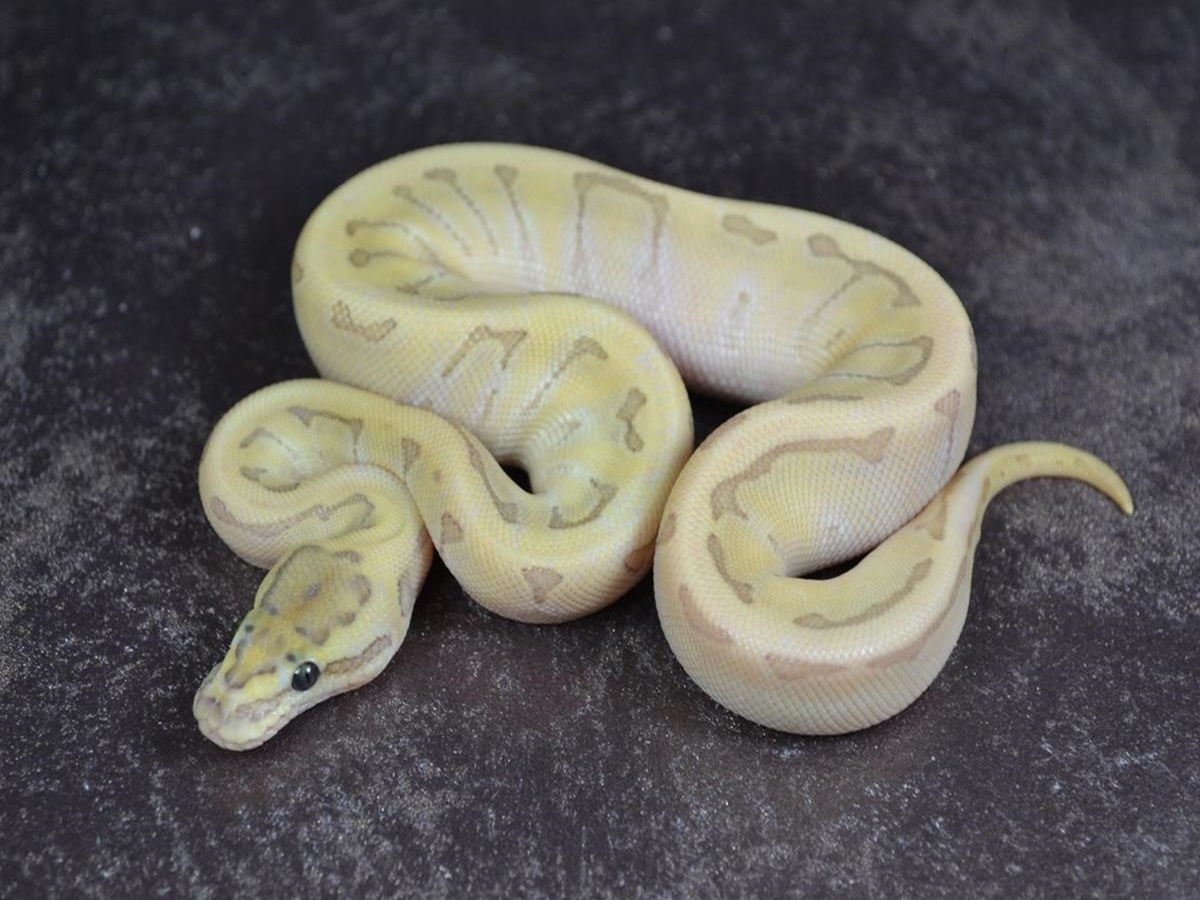 Butter Ghost Pinstripe Super Enchi