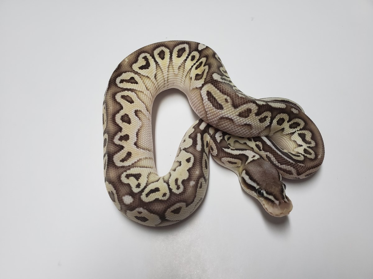 Butter Het Red Axanthic Orange Dream Pastel