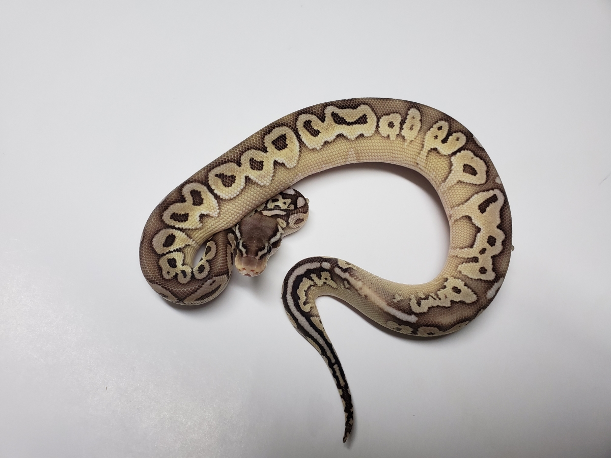 Butter Het Red Axanthic Pastel