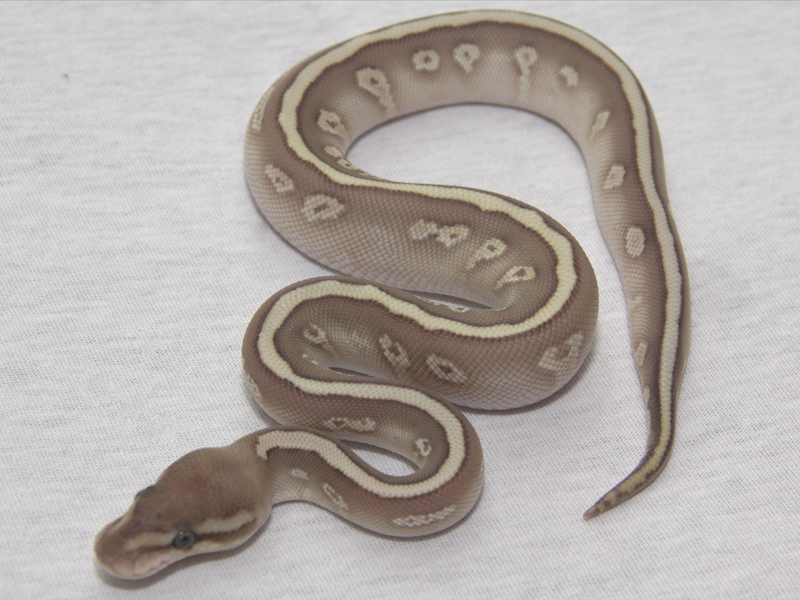 Butter Hidden Gene Woma Granite