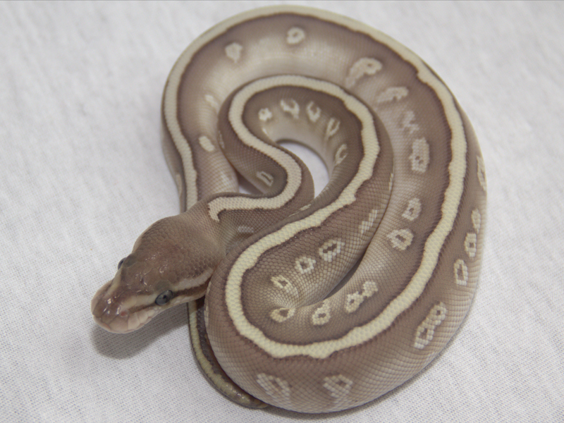 Butter Hidden Gene Woma Granite