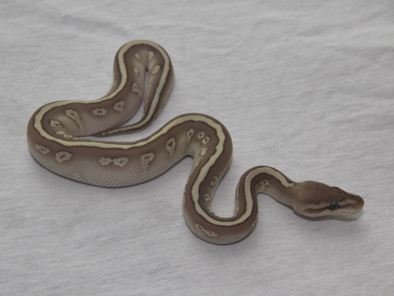 Butter Hidden Gene Woma Granite