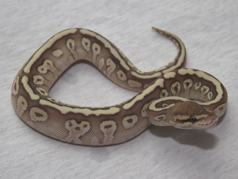 Butter Hidden Gene Woma Granite