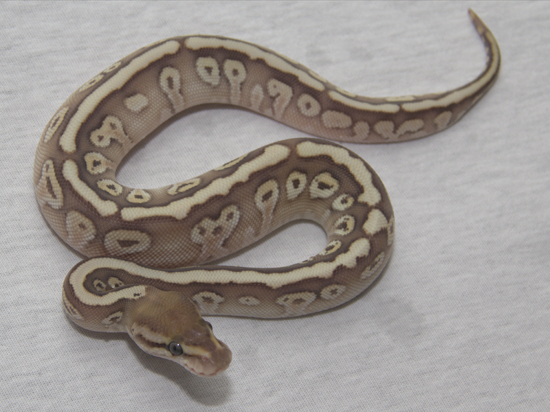 Butter Hidden Gene Woma Granite