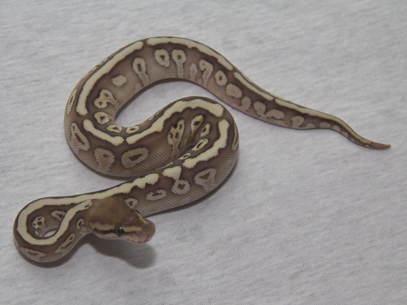 Butter Hidden Gene Woma Granite