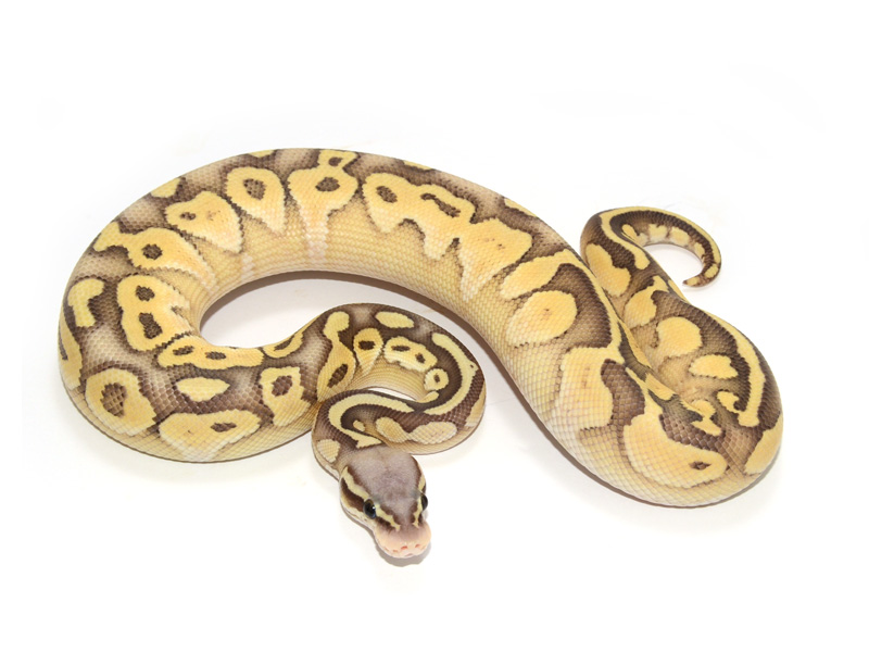 Butter Hypo Super Pastel