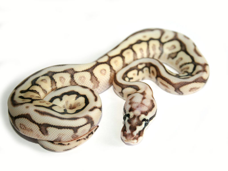 Butter Leopard Pastel Spider