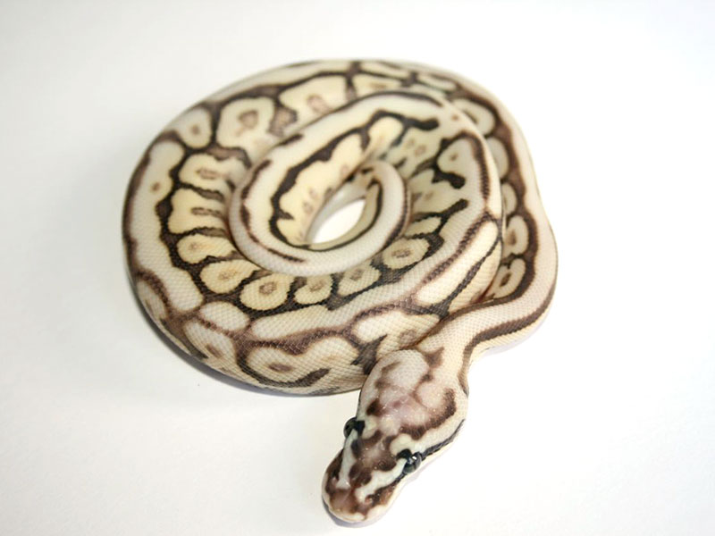 Butter Leopard Pastel Spider