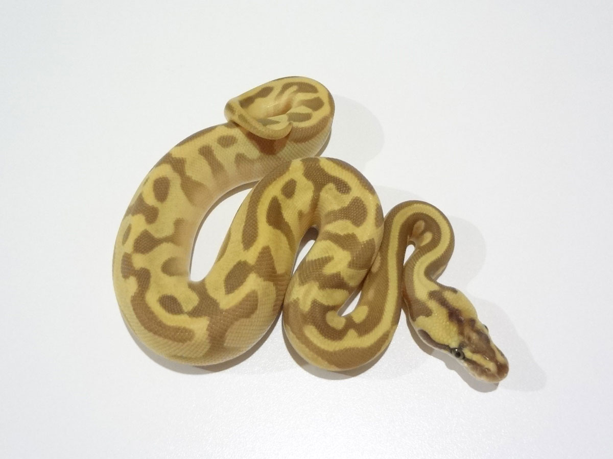 Butter Leopard Pastel Super Enchi