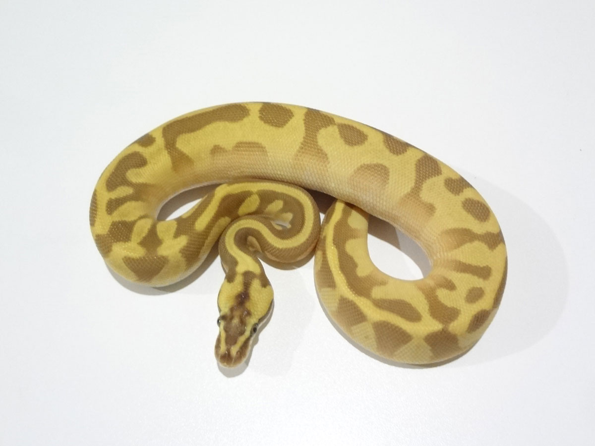 Butter Leopard Pastel Super Enchi