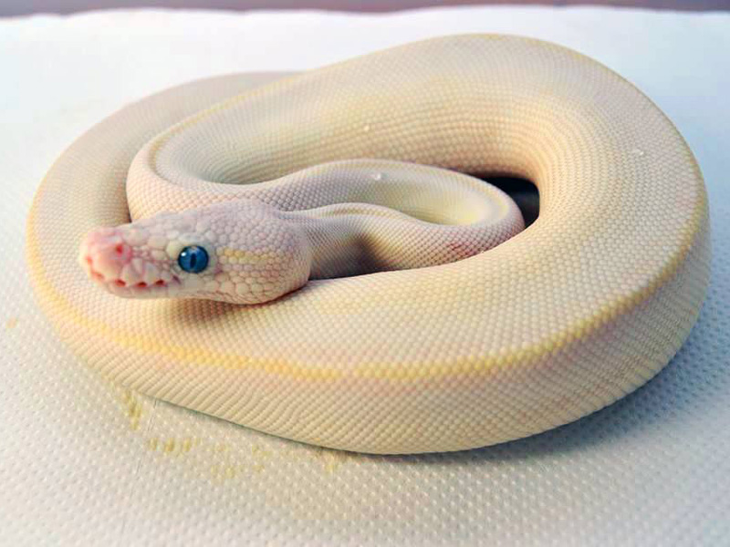 Butter Mojave Pastel