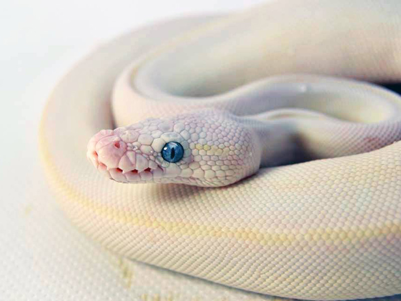 Butter Mojave Pastel