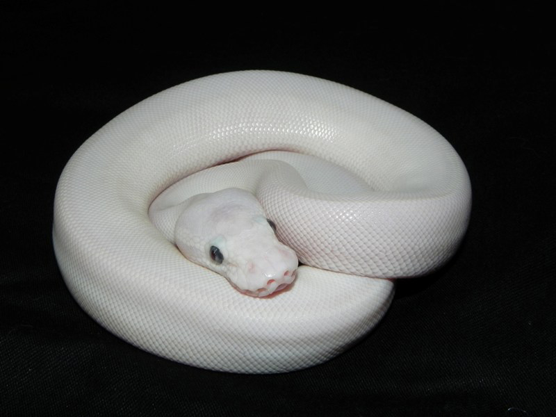 Butter Mojave
