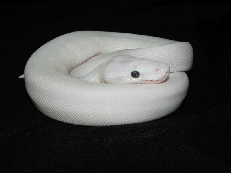 Butter Mojave