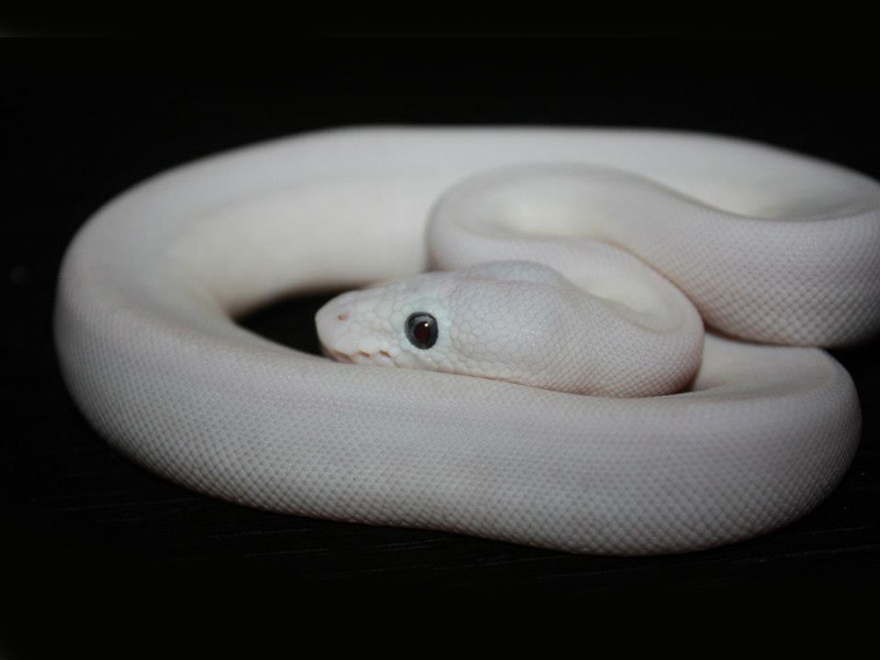 Butter Mojave