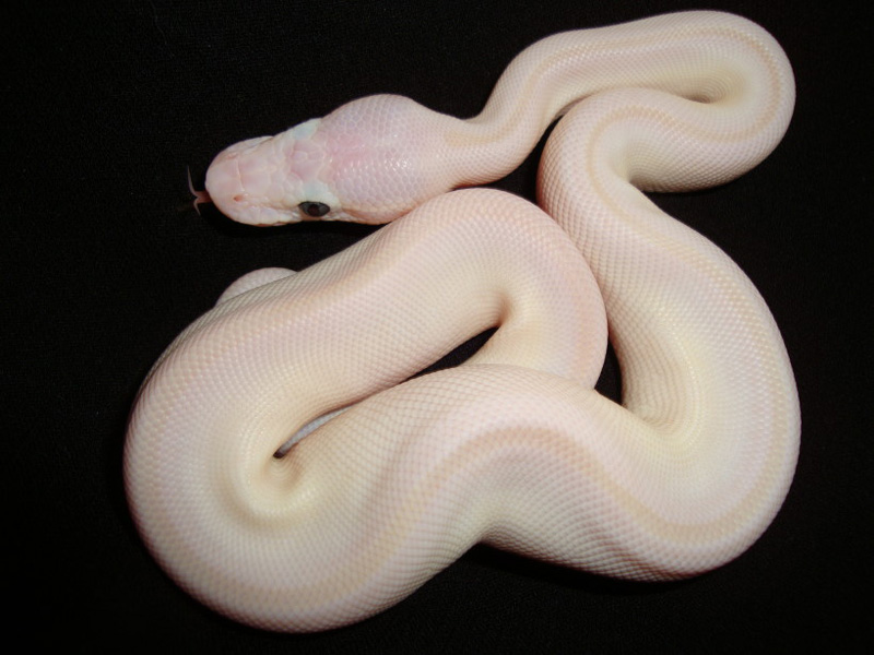 Butter Mojave