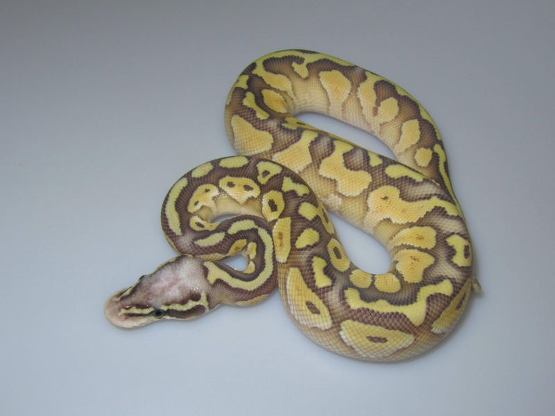 Butter Orange Ghost Super Pastel