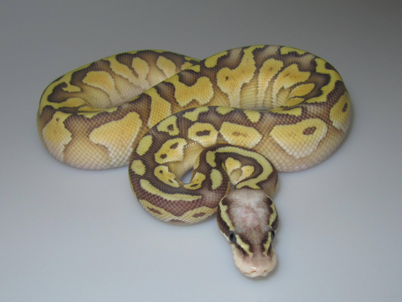 Butter Orange Ghost Super Pastel